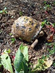 tortoise in the grass