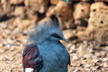 Victoria Crowned Pigeon (Goura victoria) in Papua New Guinea