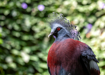 Victoria Crowned Pigeon (Goura victoria) in Papua New Guinea
