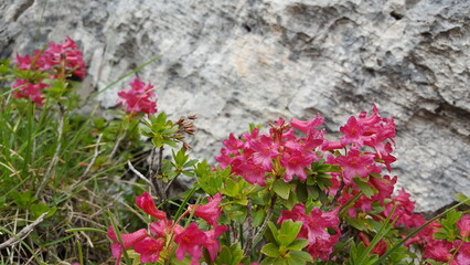 Alpenrose Rhododendron ferrugineum blüht vor grauer Felswand in den Alpen
Pink rote und lila Blüten im Hintergrund graue Felsen