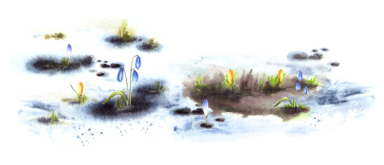 Watercolor hand drawn illustration spring meadow. Awakening of nature after winter Melting snow, primary plants, crocuses saffron snowdrops Flowers sprouting through the snow Isolated white background - obrazy, fototapety, plakaty