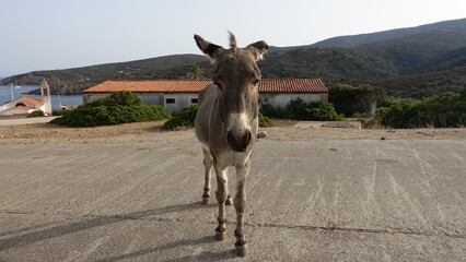 A wild donkey wanders the streets of the village during the summer.