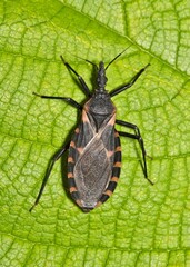 Eastern Bloodsucking Conenose Kissing Bug Triatoma sanguisuga Chagas disease carrier on leaf.	