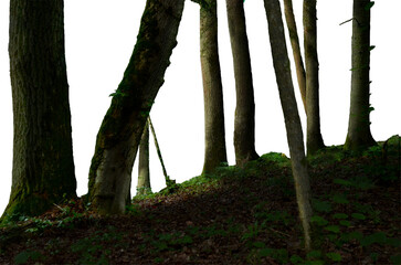 Forest png background Tree trunks in the woods, nature concept