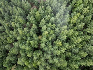 Seen from a bird's eye view, a thick forest of Douglas fir trees thrives in Molalla River Valley,...