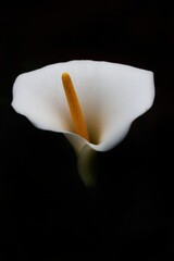 white calla lilly