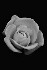 black-and-white photograph of an isolated rose.