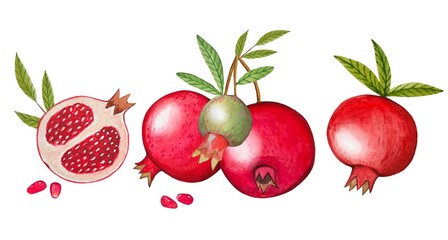 Hand drawn ripe pomegranates, watercolor illustration