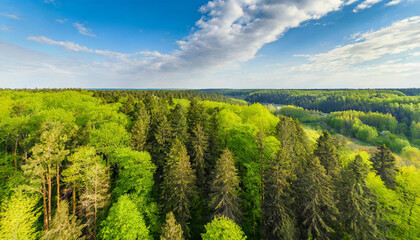 Fototapeta na wymiar Aerial viev green forest on a spring day, natural background. Photo from the drone