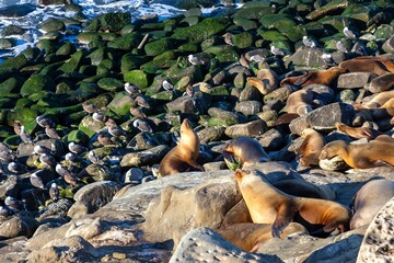 Colony of Seals and Sea Birds on multi colored rocks.  La Jolla Cove Marine Wildlife reserve San Diego California Southwest USA