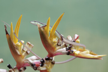 A long-tailed grass lizard is hunting small insects in wild banana flowers. This long-tailed...