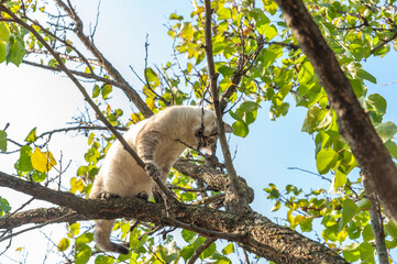 The kitten climbed a tree and played with a twig