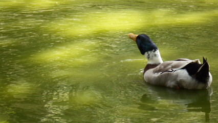 Duck swimming in the lake