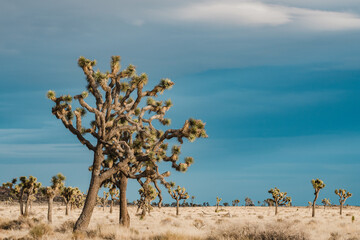 Obraz premium Yucca brevifolia (also known as the Joshua tree, yucca palm, tree yucca, and palm tree yucca) is a plant species belonging to the genus Yucca.