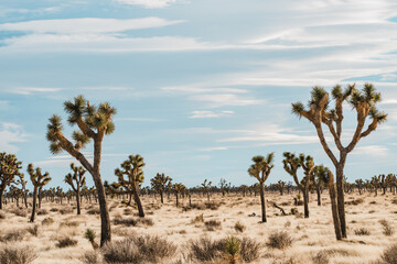 Yucca brevifolia (also known as the Joshua tree, yucca palm, tree yucca, and palm tree yucca) is a...