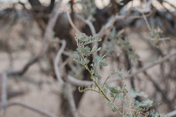 Olneya tesota is a perennial flowering tree of the family Fabaceae, legumes (peas, beans, etc.),  ironwood, desert ironwood, or palo fierro. Joshua Tree National Park，Riverside County，California