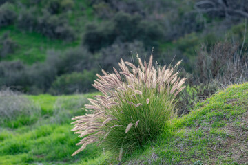 Cenchrus setaceus, commonly known as crimson fountaingrass, is a C4 perennial bunch grass that is native to open,   Griffith Park, Los Angeles California