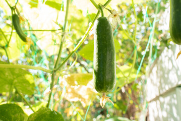 Cucumber growing on the vine in the garden. 