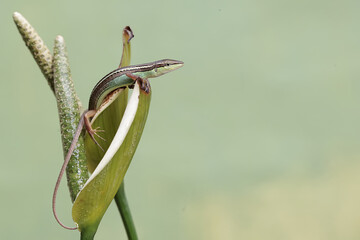 A long-tailed grass lizard is hunting small insects on anthurium flowers. This long-tailed reptile...