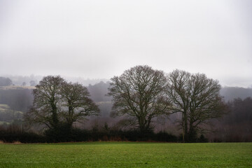 Walking in Wealden, East Sussex, England, on a foggy winter morning. Three leafless oaktrees.