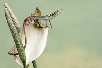 A long-tailed grass lizard is hunting small insects on anthurium flowers. This long-tailed reptile...