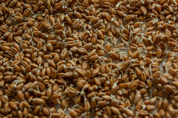 Germinated wheat grains decomposed in hydroponics