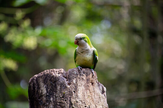 Caturrita ou periquito-monge (Myiopsitta monachus), tamb&eacute;m conhecida como periquito torrenho, catorra, miranha ou cocota.