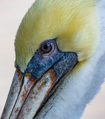 Pelican close up