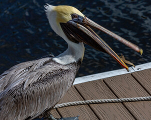 Pelican catching a shrimp