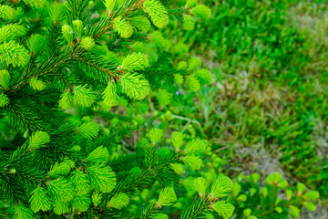 Background of young green fir-tree with small needles. Pine branches for publication, poster, screensaver, wallpaper, postcard, banner, cover, post. High quality photo