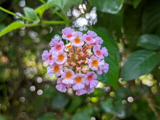 lantana camara flower in tropical nature borneo