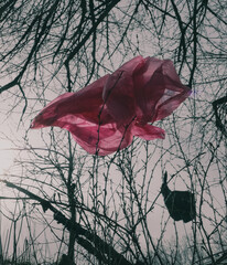 a plastic bag stuck in a tree