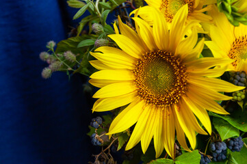 Small sunflower in a bouquet with blackberry crooked plan on a blue background