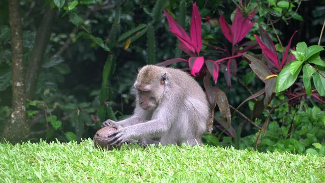 Funny and curious monkey tries to break coconut in a wild nature in Ubud,  Bali, Indonesia