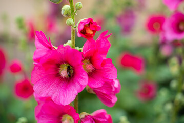 Bee in the middle of raspberry mallow. Mallow with a bee on the background of flowers