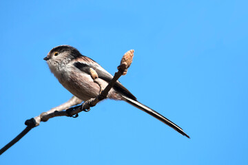 A log tailed tit isolated on a branch of tree. Bird in nature. Birds with long tail. Aegithalos caudatus.