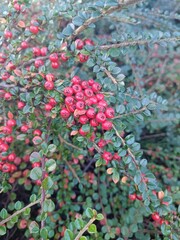 red berries on a bush