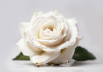 White rose close up, white background