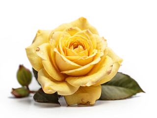 Yellow rose isolated on white background