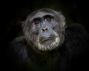 Chimpanzee (Pan troglodytes), Kibble National Park, Uganda, Africa