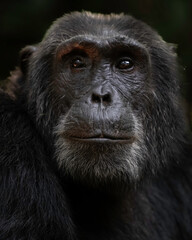 Chimpanzee (Pan troglodytes), Kibble National Park, Uganda, Africa