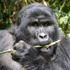 Mountain Gorilla (Gorilla beringei), Bwindi Impenetrable Forest, Uganda, Africa 