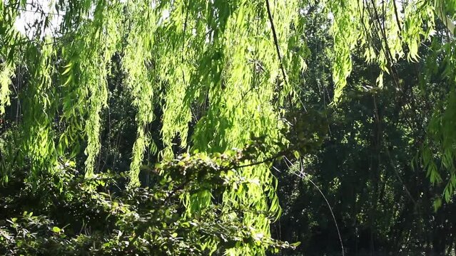 Sunlight Through Green Leaves Of Swaying Branches With Other Plants In Background
