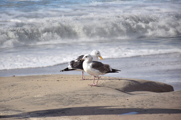 Two seagulls standing near Sea Beach