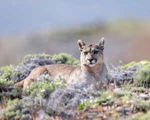 Puma (P concolor) of Torres del Paine, Patagonia, Chile