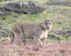 Puma (P concolor) of Torres del Paine, Patagonia, Chile