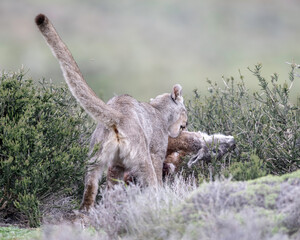 Puma (P concolor) of Torres del Paine, Patagonia, Chile