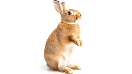 Photo portrait of a bunny or rabbit on a white background for digital printing wallpaper, custom design 