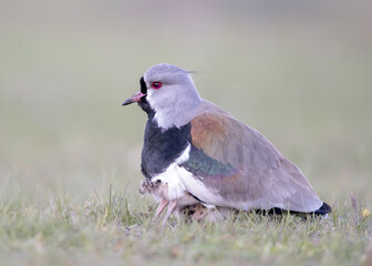 Southern Lapwing (Vanellus chilensis) Torres del Paine, Patagonia, Chile
