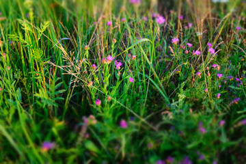 Summer meadow, selective focus. Multicolor meadowland background for publication, design, poster, calendar, post, screensaver, wallpaper, cover, website. High quality photo